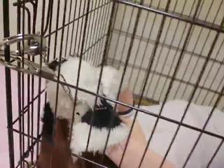 Kigurumi собака в клітка зв’язування і breathplay: безкоштовно порно 65
